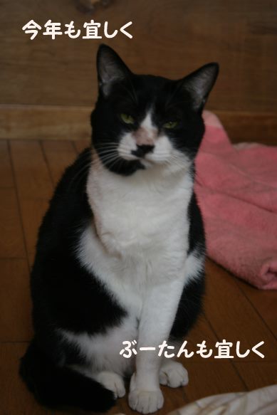 ぶーたんは犬が好きと言うよりも_f0242002_13390009.jpg