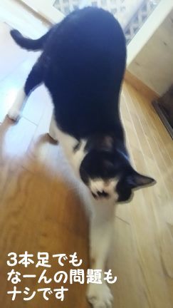 ぶーたんは犬が好きと言うよりも_f0242002_13520705.jpg