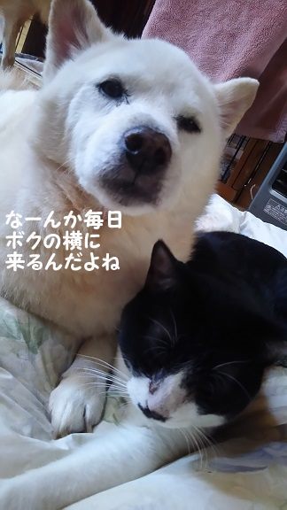 ぶーたんは犬が好きと言うよりも_f0242002_13524093.jpg