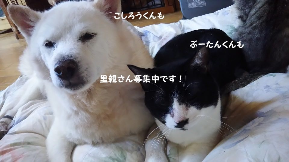 ぶーたんは犬が好きと言うよりも_f0242002_13525043.jpg