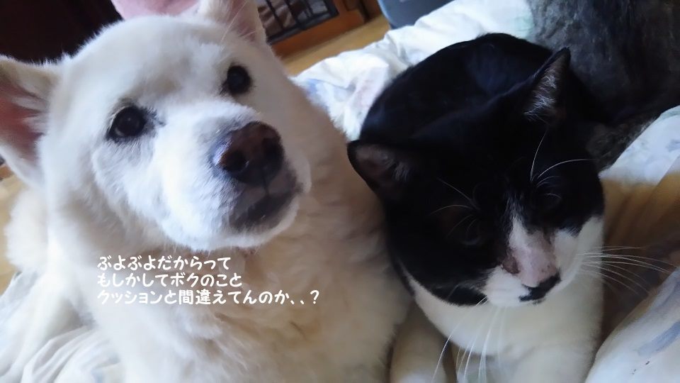 ぶーたんは犬が好きと言うよりも_f0242002_13542741.jpg