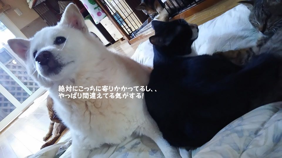 ぶーたんは犬が好きと言うよりも_f0242002_13553725.jpg