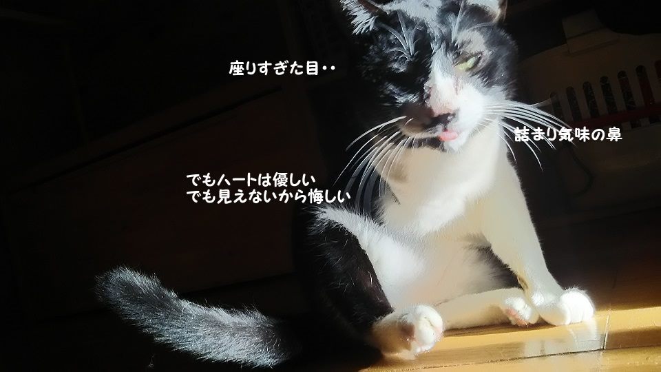 ぶーたんは犬が好きと言うよりも_f0242002_13554769.jpg