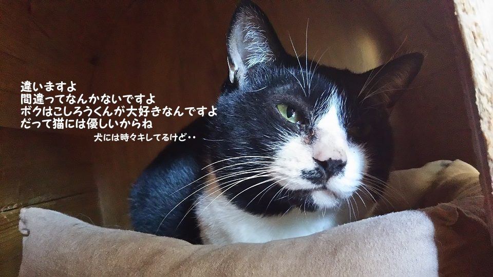 ぶーたんは犬が好きと言うよりも_f0242002_13560011.jpg