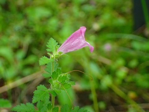a0117305_23362947.jpg