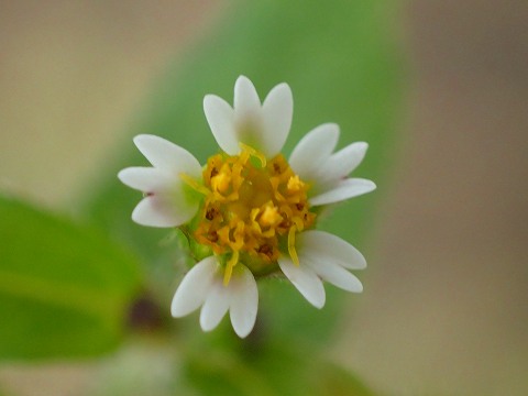 a0117305_23484216.jpg