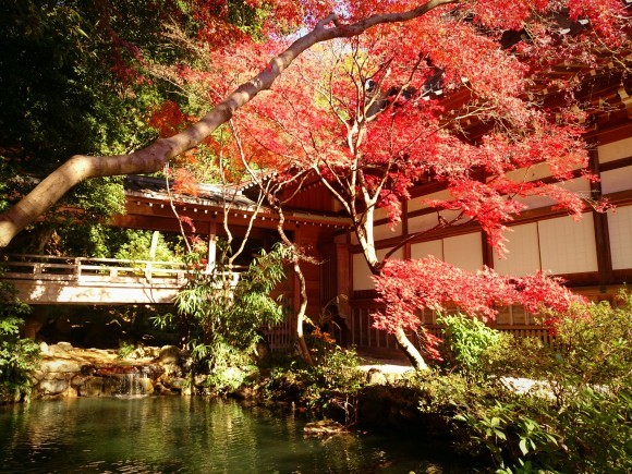 秋から冬への物語 ～ 2015-2016 @深大寺_f0249630_11193041.jpg