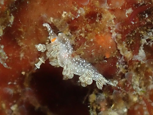 2017年1月8日(日・雨)甲浦_d0164831_16311729.jpg