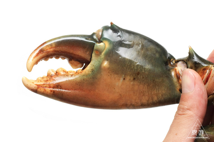 533 浜名湖産 幻のどうまん蟹 その味は 眼遊記