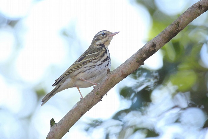 いろいろな野鳥_f0327034_14102461.jpg