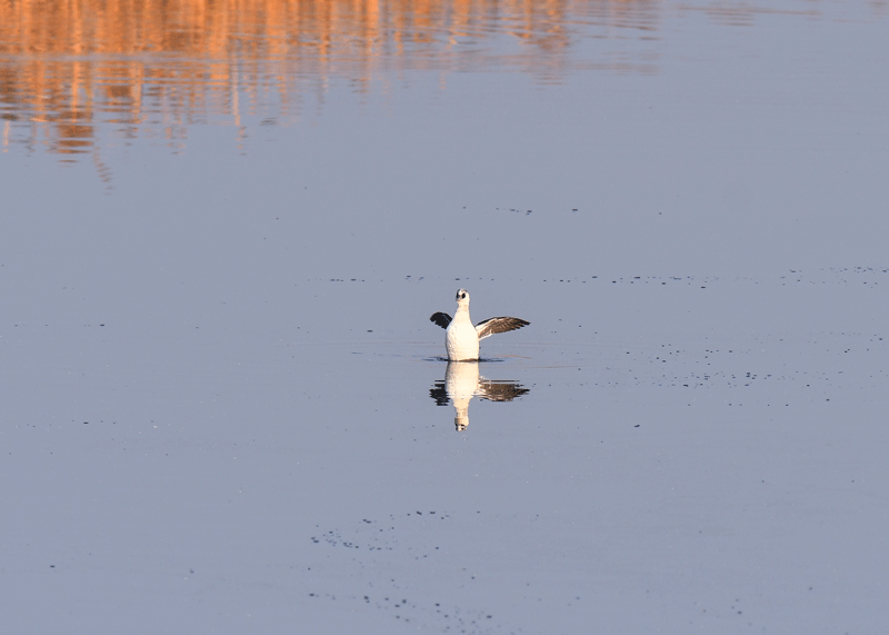 d0290240_19280408.gif