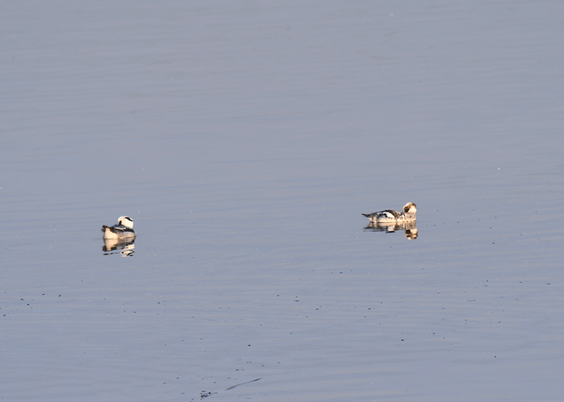 d0290240_19281263.gif