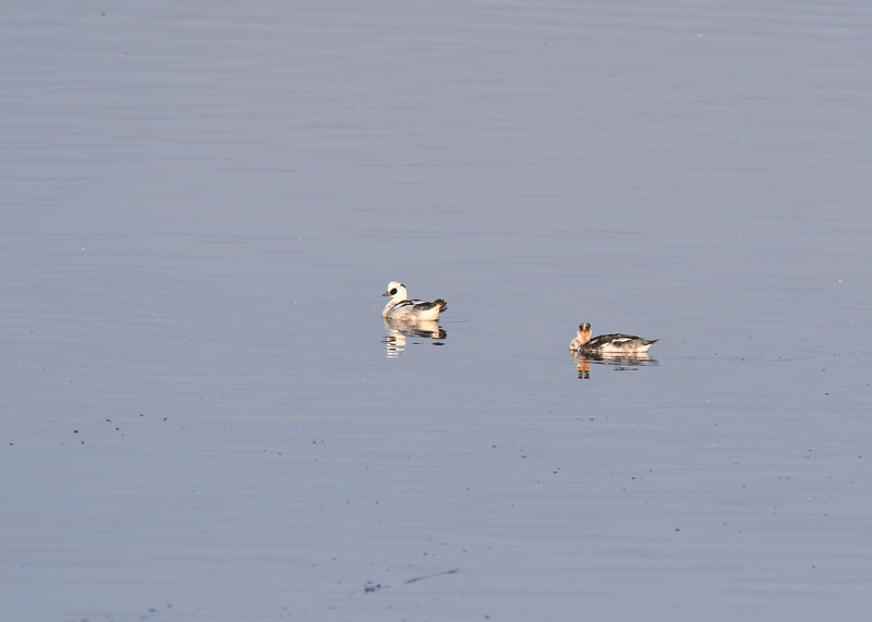 d0290240_19282002.gif