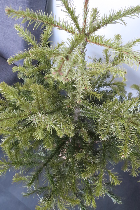 e0300042_2316114.jpg
