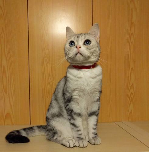 迷い猫ゆきちゃんの話7_a0265743_005890.jpg