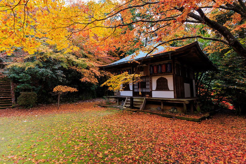 京都の紅葉2016 色とりどりの落葉（金蔵寺）（写真部門）_f0155048_20442925.jpg