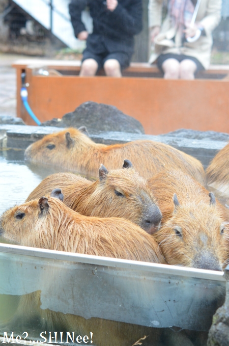 いちごとお花畑「志村農園」と埼玉県こども動物自然公園_e0080563_2133785.jpg