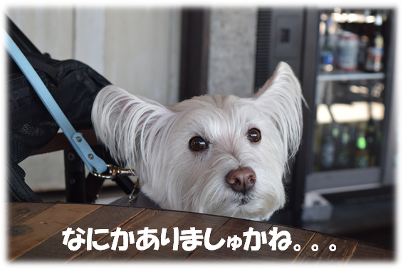 b0242873_23515617.png