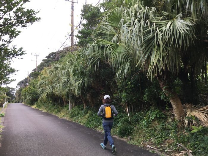 2016.12.29-31 八丈島 Camp & hike day3 三原山編_b0219778_21384617.jpg