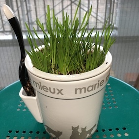 ココアの猫草 植え替えてみました_a0191183_13292488.jpg