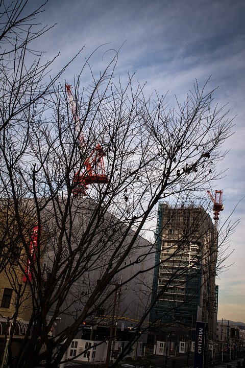 黄昏のビル街で働く鶴たち　（写真部門）_d0353489_18461589.jpg