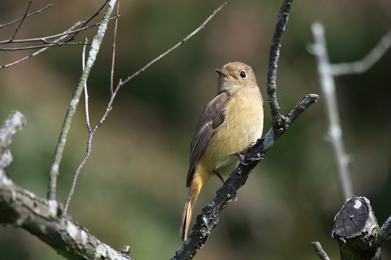 尉鶲【ジョウビタキ】♀  順光と逆光_d0146295_21345926.jpg