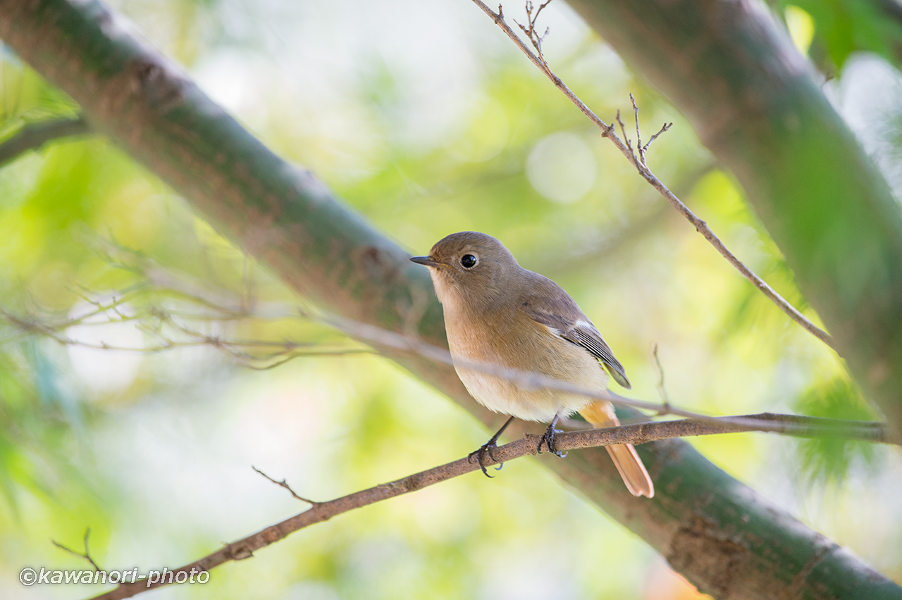 尉鶲【ジョウビタキ】♀  順光と逆光_d0146295_21351169.jpg