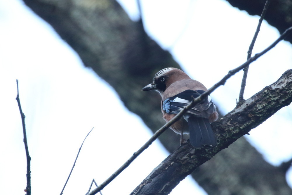 今日の鳥見（2017年1月9日）_f0235311_20363282.jpg