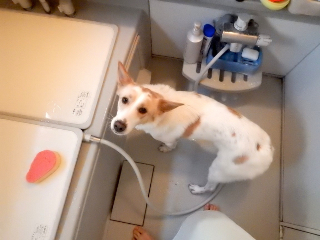垢落とし_f0329311_19343055.jpg