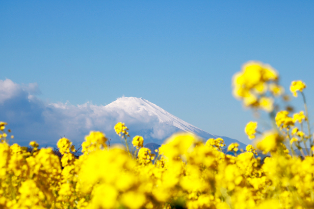 【吾妻山公園】_f0348831_11312891.jpg