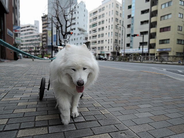 雨前散歩_c0062832_11751.jpg