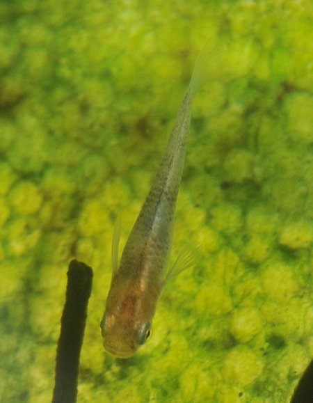 e0097534_1535876.jpg