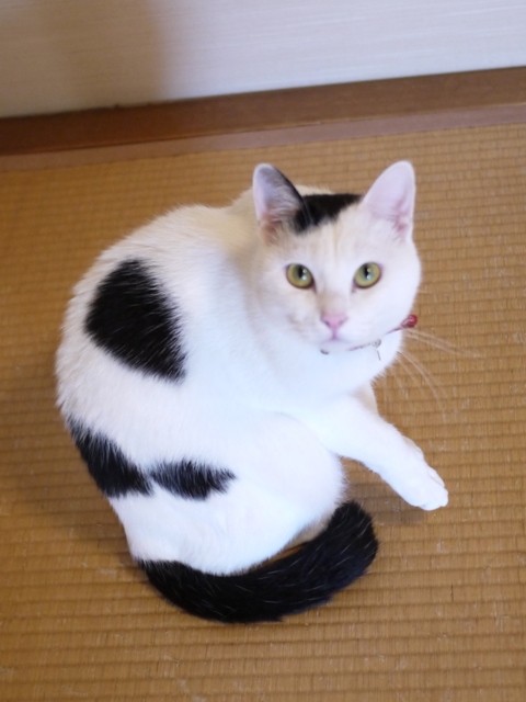 猫のお留守番 たらくん編。_a0143140_22493173.jpg
