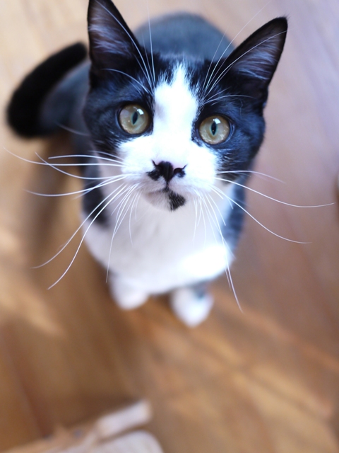 猫のお留守番 にこくん編。_a0143140_2252146.jpg