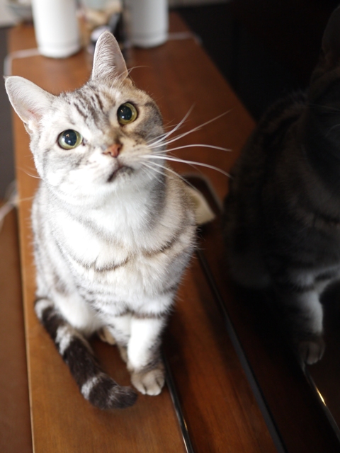 猫のお留守番 リリーちゃん編。_a0143140_23163484.jpg