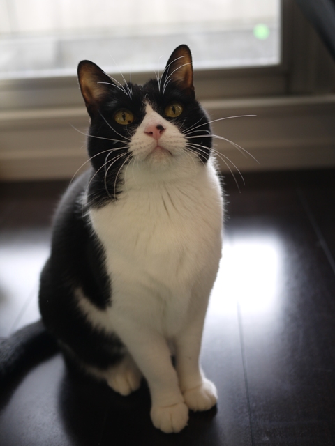 猫のお留守番 ピケちゃん編。_a0143140_2341316.jpg