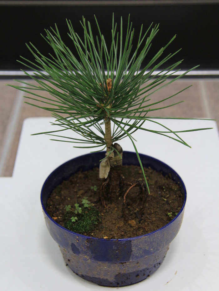 白松 シロマツ ハクショウ 三鈷の松 三葉の松 販売 価格 値段 画像 写真 庭木 安行 植木 お問い合わせ商品_a0254743_16102034.jpg