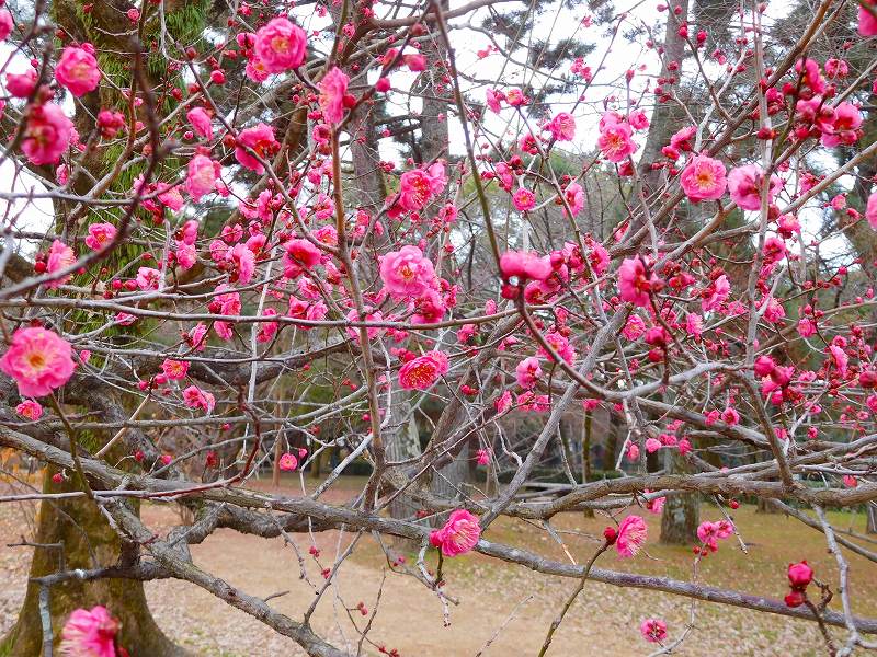 京都御苑今年も「梅と寒桜とツツジ」の花20170105_e0237645_1132254.jpg