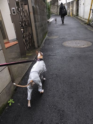 いつだったかの、ルビりんの大満足写真。_b0234654_22493861.jpg