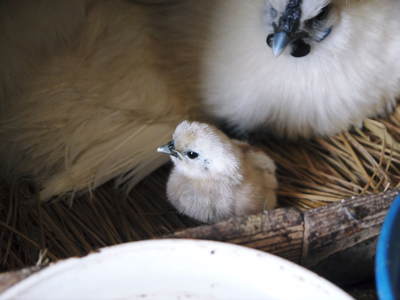 烏骨鶏のヒナが誕生しました！めちゃくちゃかわいいです！菊池水源産烏骨鶏のタマゴ数量限定で販売中！_a0254656_16594412.jpg