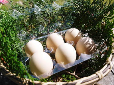 烏骨鶏のヒナが誕生しました!めちゃくちゃかわいいです!菊池水源産烏骨鶏のタマゴ数量限定で販売中!_a0254656_17571470.jpg