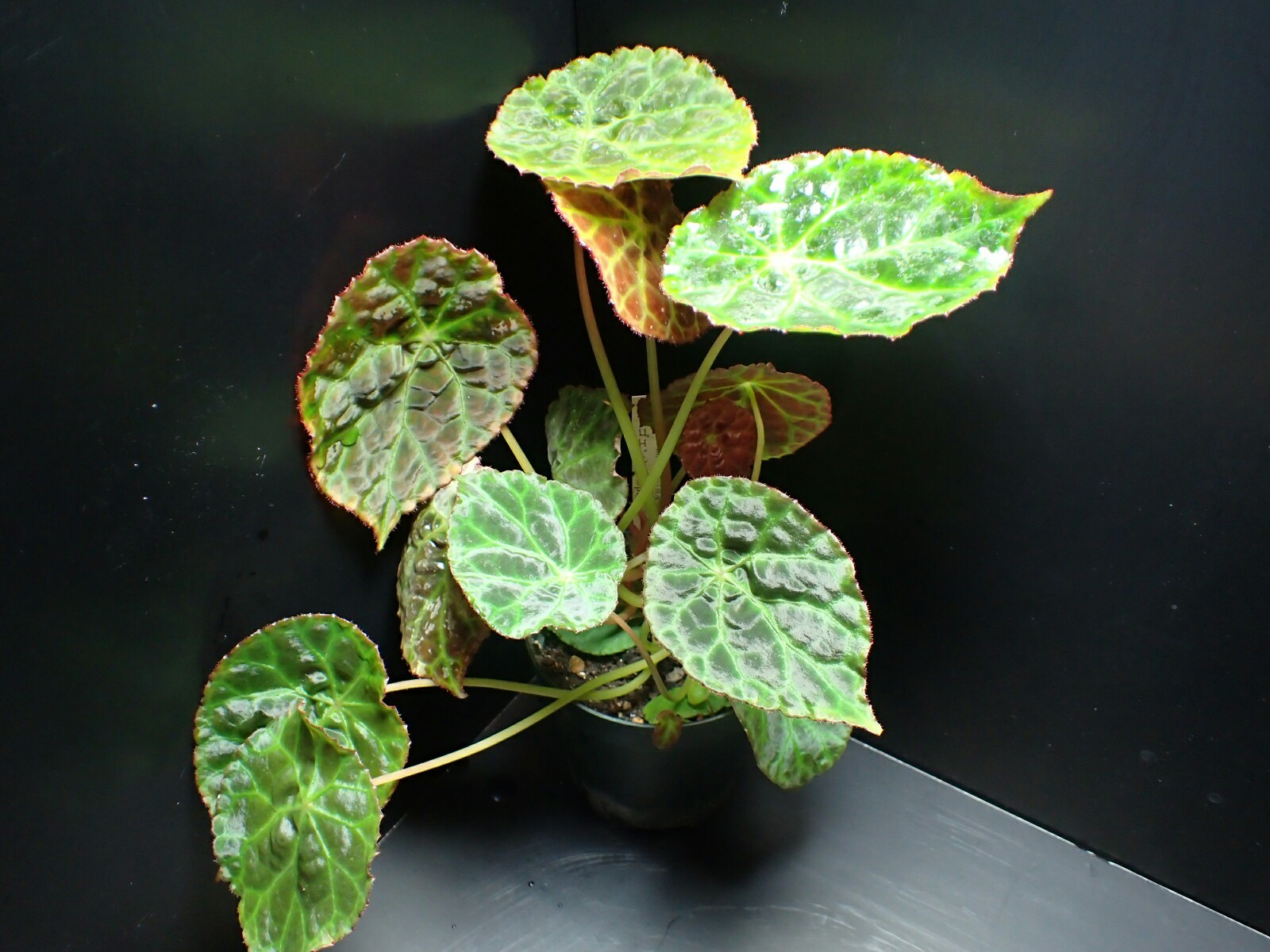 Begonia Goegoensis ベゴの葉っぱ Begonia Goegoensis ベゴの葉っぱ