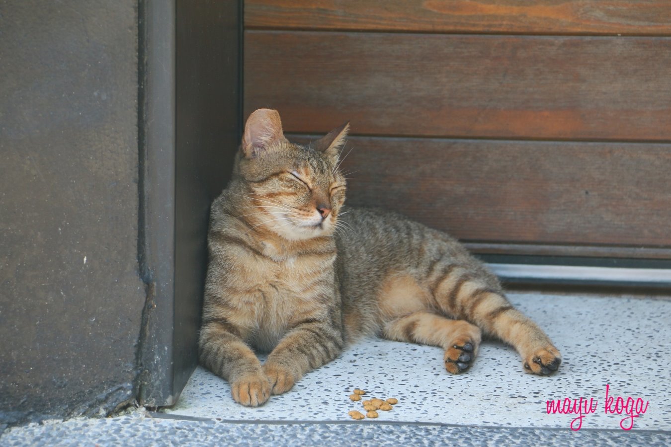 猫の国行きのバス停_e0255060_15522764.jpg