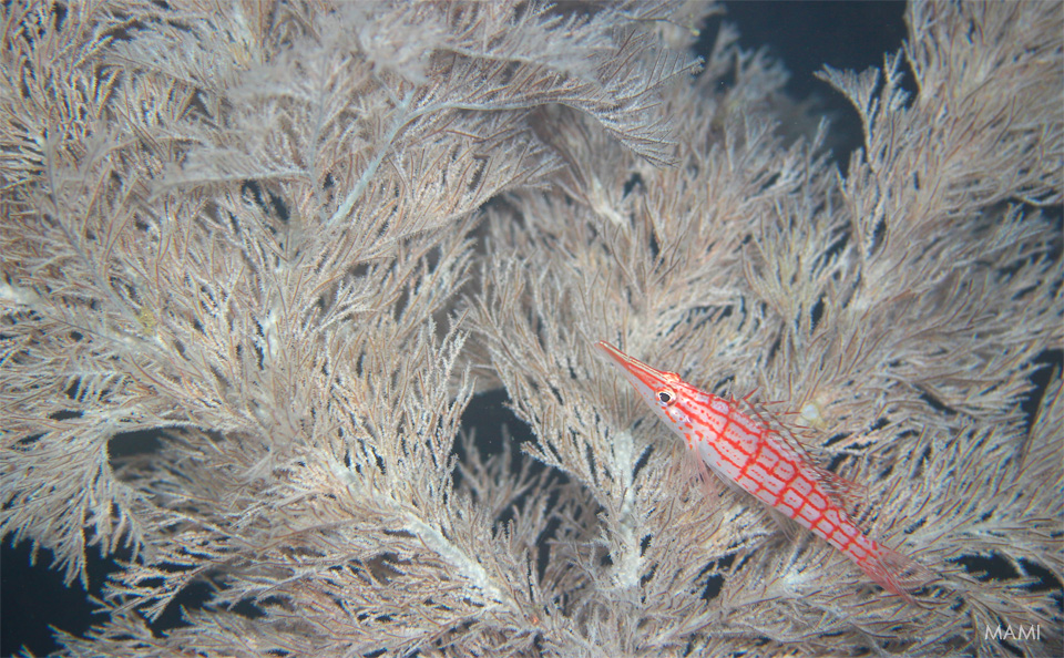 e0158261_324110.jpg