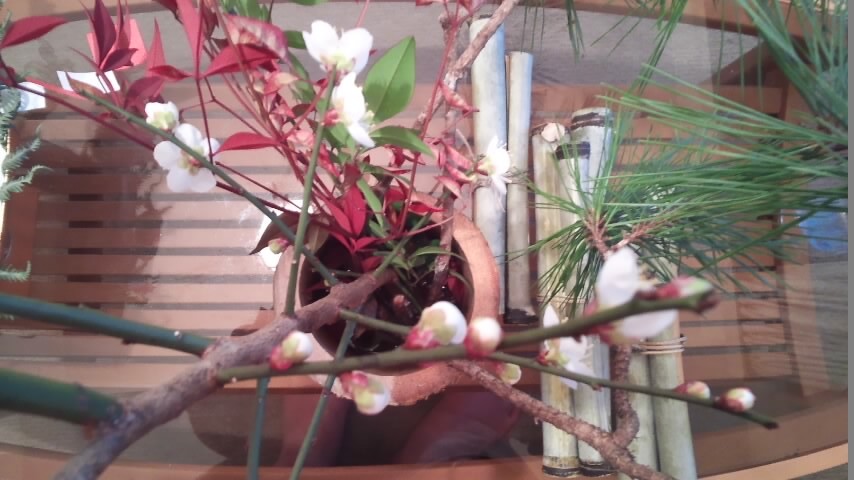 初梅開花2017_c0122270_08274659.jpg