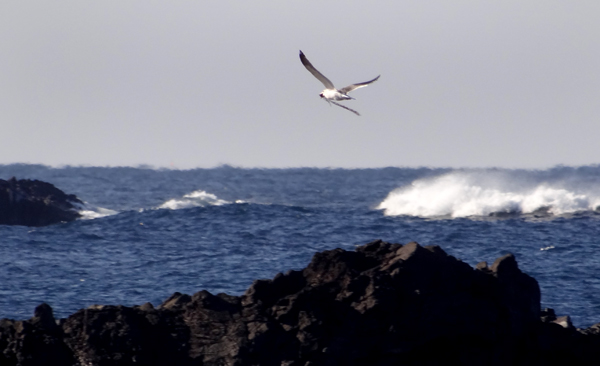 冬の風合瀬海岸にて♪_a0136293_1740945.jpg