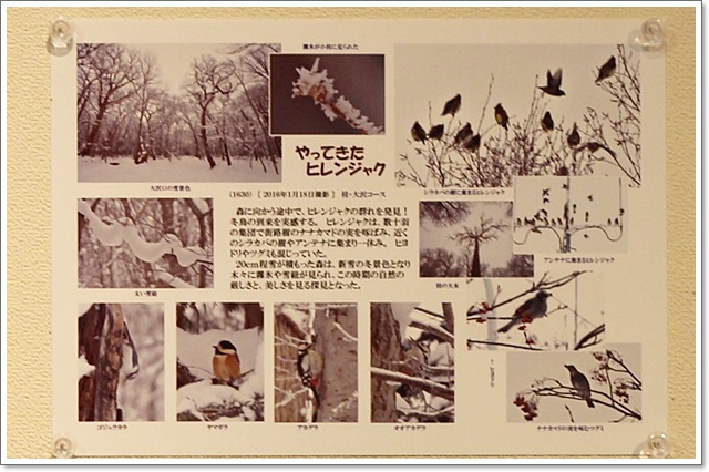 森の写真展(1・8)_f0146493_23025885.jpg