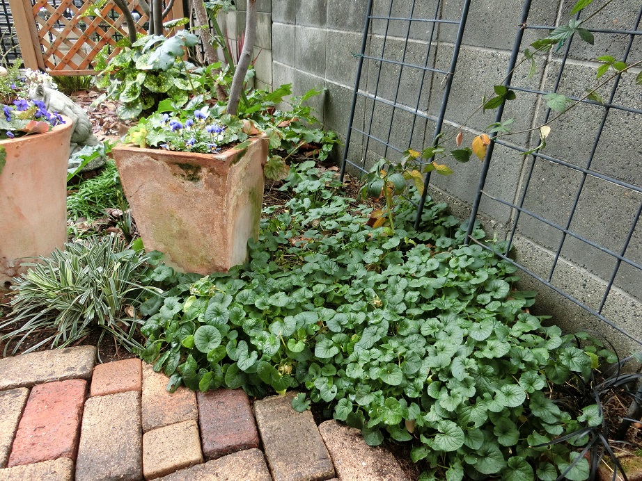 ☆になった植物も色々ありますけど・・・_e0234004_20112263.jpg