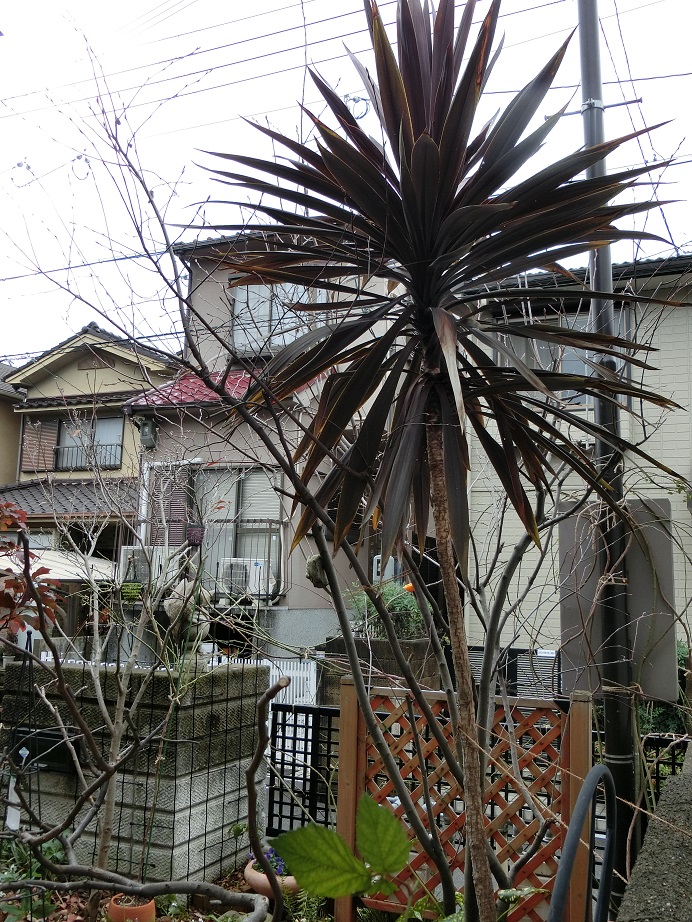 e0234004_20113473.jpg