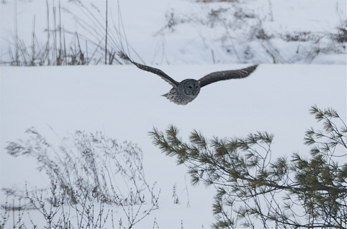 OWL (ふくろう) -2 _b0129324_4581753.jpg